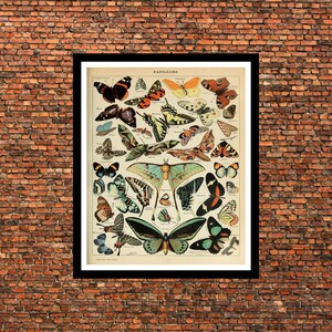 Vintage Butterfly Print - Adolphe Millot Poster Vintage Poster Office Decor Botanical Illustration Butterfly Poster Gift Idea Butterfly Art