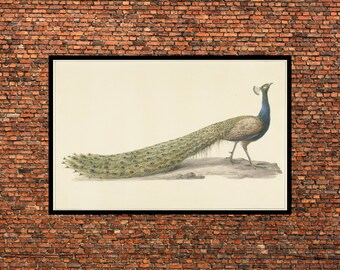 Impressão artística vintage em aquarela de pavão, pôster botânico de pássaro