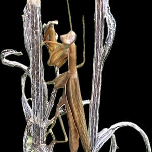 Praying Mantis