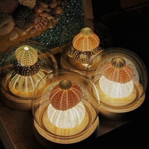Puede incluir: Cuatro obras de arte iluminadas con conchas de erizo de mar encerradas en cúpulas de cristal. Las conchas son de varios colores, incluyendo naranja, blanco y marrón, y se asientan sobre bases de madera. El fondo presenta una exhibición de conchas marinas y arena.