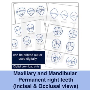 Dental Anatomy Study Sheets, Incisal & Occlusal Teeth Views (A4 PDF, JPGs)