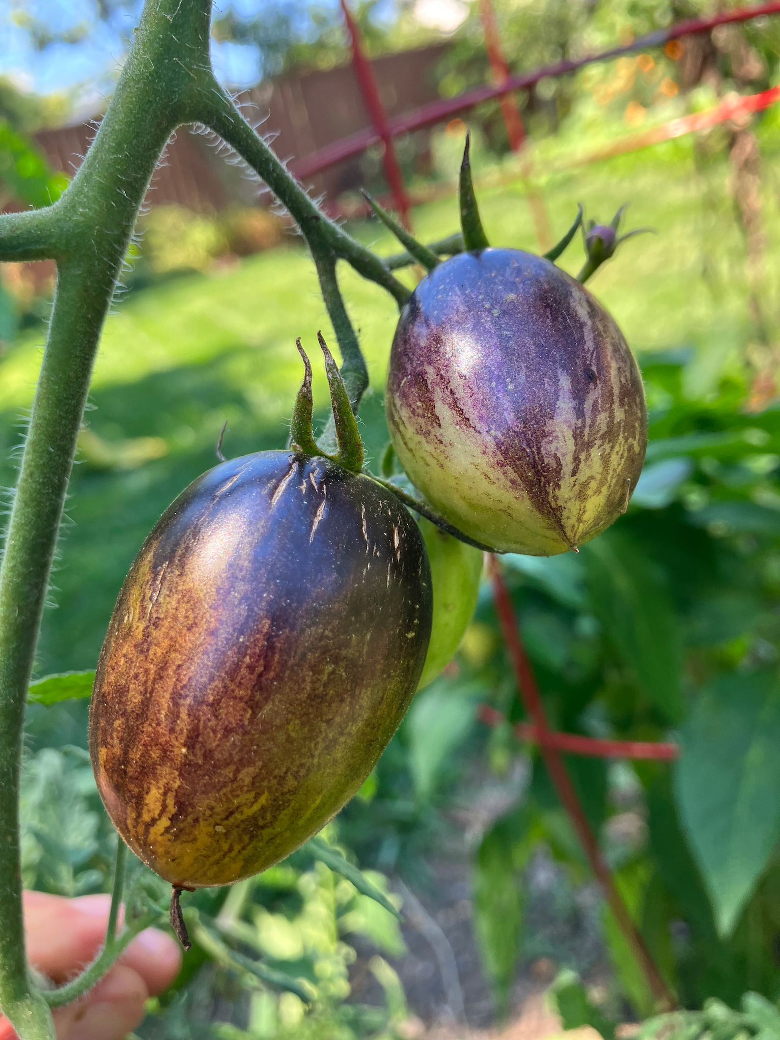 Brad's Atomic Grape Tomato Seeds Heirloom 50 Seeds 1/8 Teaspoon Organic