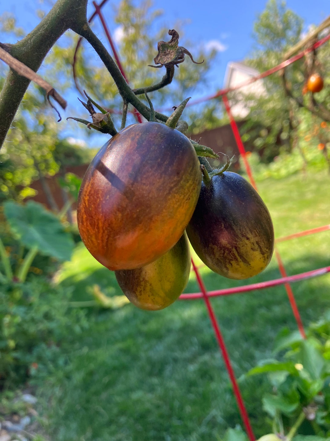 Brad's Atomic Grape Tomato Seeds Heirloom 50 Seeds 1/8 Teaspoon Organic