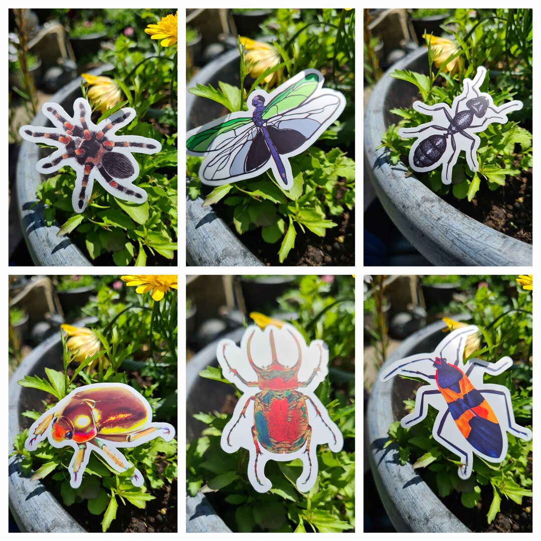Insect Sticker Decals Etsy