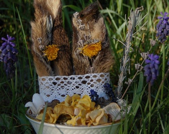 Tasse de thé oreilles de lapin séchées, taxidermie, victorien