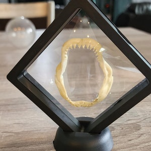 Replica baby Great White Shark Jaws
