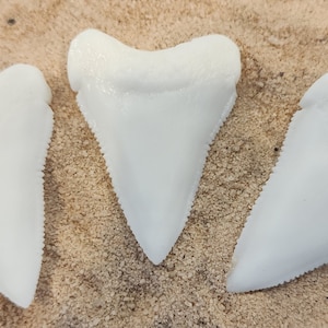 Great White Shark Teeth Pack of Four (4) Replicas