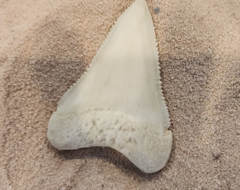 Great White Shark Tooth Larger Size Replica