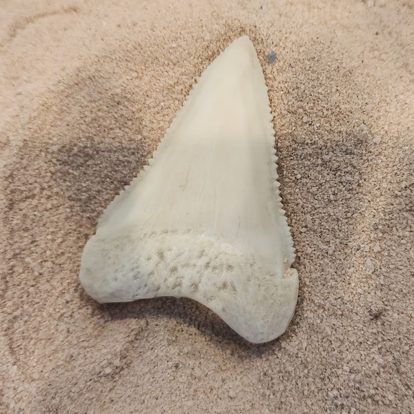 Great White Shark Tooth Larger Size Replica