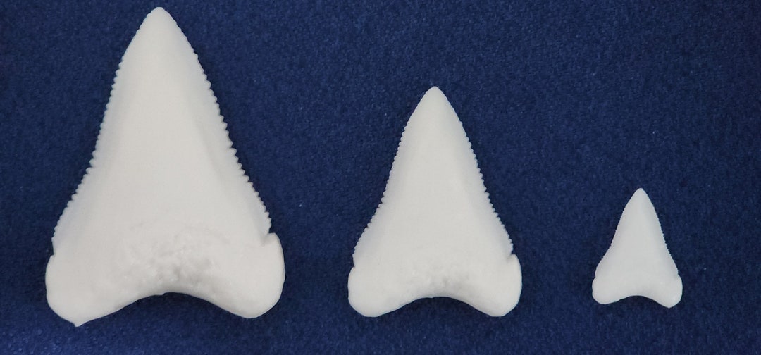 Great White Shark Teeth Combo - Etsy