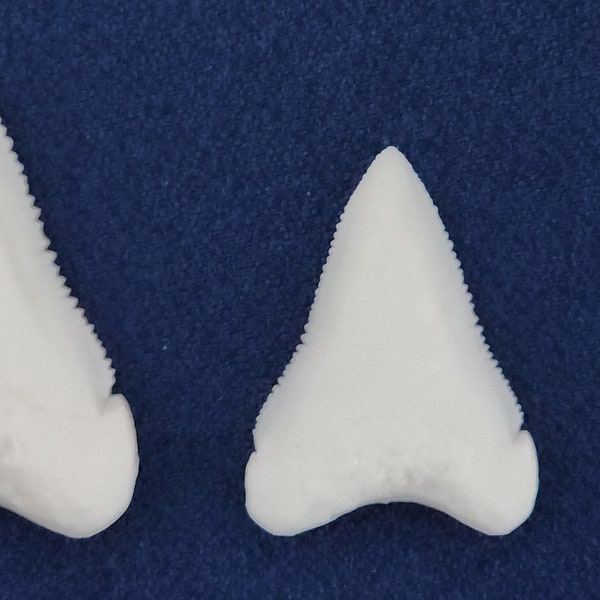 Great White Shark Teeth Combo