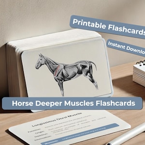 Cartes mémoire Deeper Horse Muscle - Cartes d'étude de l'anatomie équine pour étudiants et professionnels - Imprimables 6 x 4 cartes