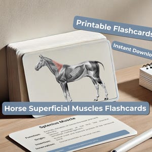 Flashcards sur les muscles superficiels du cheval - Guide d'étude de l'anatomie équine pour étudiants et professionnels - Cartes 6 x 4 imprimables