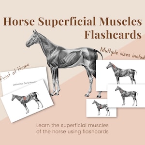 Cartes flash sur les muscles superficiels du cheval.