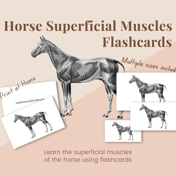 Horse Superficial Muscles Flash Cards.