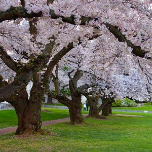 Cherry Trees University of Washington