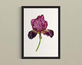 Bearded Iris Flower Print, Pink Iris Art, Botanical Art Print, Fine Art Print, Minimalist Floral Wall Art