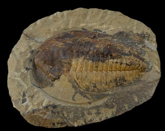 モロッコ産の三葉虫、ホラドプス・メサクリスタタ（348グラム） - Etsy