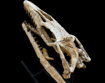 Top quality mosasaur skull  - Mosasaurus beaugei - Dinosaur skull - reptile skull from Morocco - natural Mosasaurus skull from Morocco
