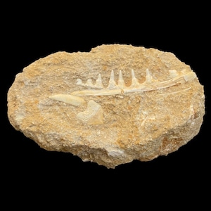 Rare Enchodus Jaw Fossil: A Window into the Prehistoric World- Enchodus Tooth Fossil - Authentic Enchodus Tooth Fossil - A Rare Find