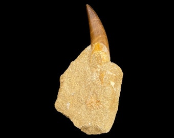 Top quality Plesiosaurus Tooth in matrix (Zarafasaura oceanis) Upper Cretaceous Age Phosphate Deposits, great dinosaur tooth