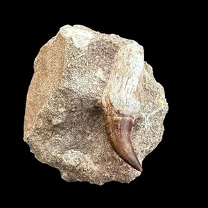 A great Mosasaurus tooth in matrix from Morocco, Fossilized Dino tooth, Big dinosaur tooth reptile tooth from Morocco