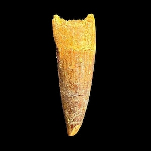 Gorgeous Spinosaurus Tooth, Cretaceous Dinosaur, 112 to 93.5 million years old, Dino tooth from Morocco