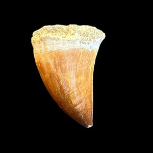 Un bel dente di Mosasaurus dal Marocco, dente di dinosauro fossilizzato, dente di rettile con dente di dinosauro grande dal Marocco