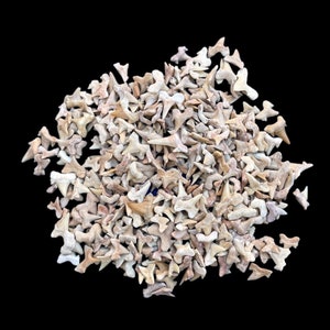 Discover the Hidden Treasures of the Seas with our Exquisite Collection of 200 Small Orodus Shark Teeth