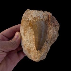 Top quality Mosasaurus tooth in matrix from Morocco, Fossilized Dino tooth
