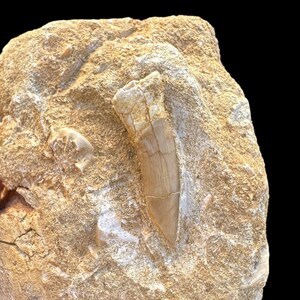 Ancient Sawfish Tooth Fossil in Moroccan - Unique Item- Exceptional Sawfish Tooth Fossil- Moroccan Origin Sawfish Tooth Fossil in Matrix