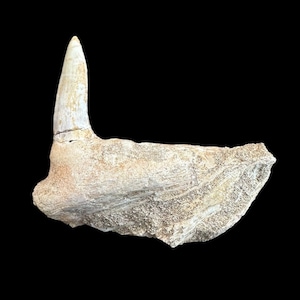 Sweet Prehistoric Treasure: Top quality Rooted Enchodus Tooth for Collectors and Enthusiasts, Authentic Enchodus Tooth Fossil - A Rare Find