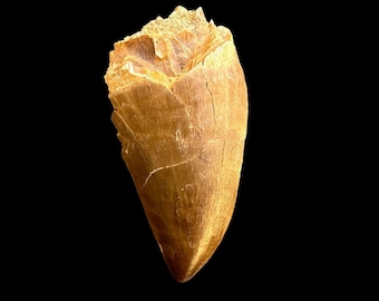 Great quality Mosasaurus tooth from Morocco, Fossilized Dino tooth, dinosaur tooth from Morocco
