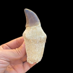Top quality Mosasaurus tooth in its root from Morocco, reptile tooth, Fossilized Dino tooth