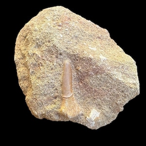 Collector&#39;s Gem: Sawfish Tooth Fossil in Matrix from Morocco- Exceptional Sawfish Tooth Fossil- Moroccan Sawfish Tooth Fossil in Matrix