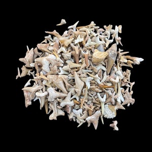 Frammenti squisiti: autentici denti di squalo rotti marocchini - una collezione unica di tesori naturali