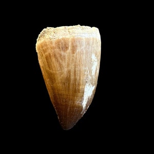 A great Mosasaurus tooth from Morocco, Fossilized Dino tooth, Big dinosaur tooth reptile tooth from Morocco
