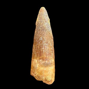 Great Spinosaurus Tooth, Cretaceous Dinosaur, 112 to 93.5 million years old, Dino tooth from Morocco