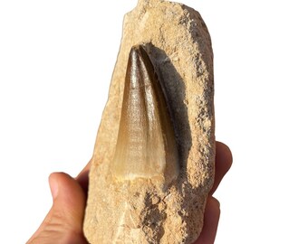 Top quality Mosasaurus tooth in matrix from Morocco, Fossilized Dino tooth