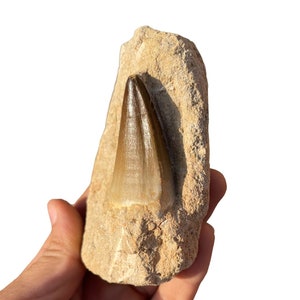 Top quality Mosasaurus tooth in matrix from Morocco, Fossilized Dino tooth