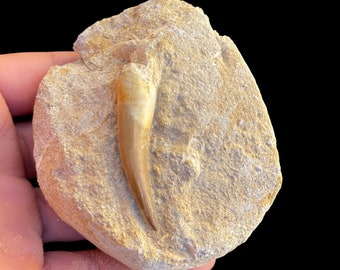 驚くべきプレシオサウルスの椎骨化石 - 先史時代の海生爬虫類