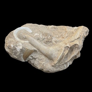 awesome Enchodus tooth Fossil: A Window into the Prehistoric World- Enchodus Tooth Fossil - Authentic Enchodus Tooth Fossil - A Rare Find