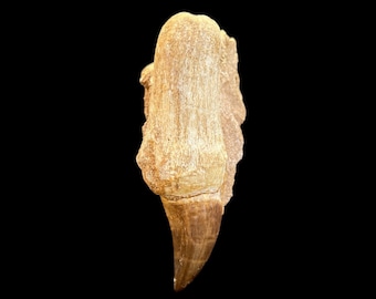 GreatGift Echter Mosasaurus-Zahn Im Display – Urzeit-Fossil, Dinosaurier-Zahn, 2-4 Cm, Mit Echtheitszertifikat