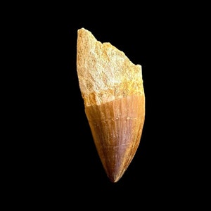 Top quality Mosasaurus tooth from Morocco, Fossilized Dino tooth, dinosaur tooth from Morocco