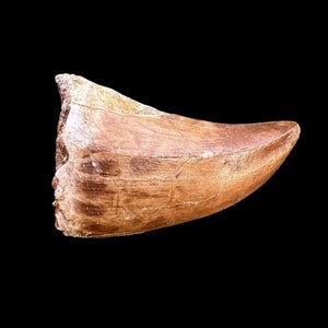 Fossil Mosasaurus Tooth - Iconic Marine Predator Relic - Big dinosaur tooth reptile tooth from Morocco