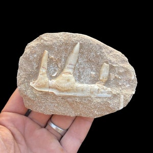 awesome Enchodus Jaw Fossil: A Window into the Prehistoric World- Enchodus Tooth Fossil - Authentic Enchodus Tooth Fossil - A Rare Find