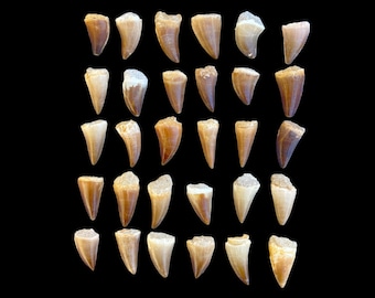 Majestic Relics: Exquisite Collection of 30 Genuine Mosasaurus Teeth