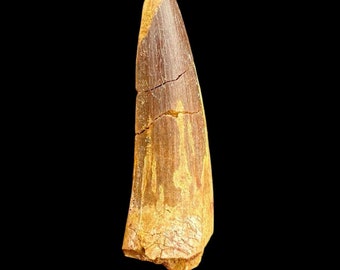 最高級スピノサウルスの歯の化石 – モロッコ 白亜紀の宝物 – モロッコ