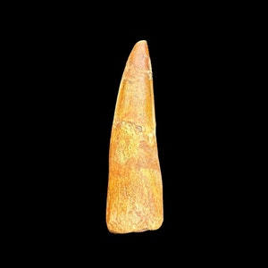 Bel dente di Spinosaurus, dinosauro del Cretaceo, da 112 a 93,5 milioni di anni, dente di Dino dal Marocco