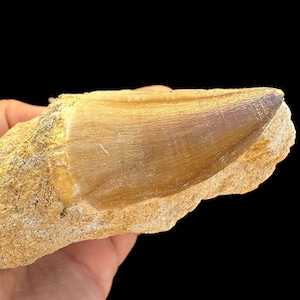 Beautiful Mosasaurus Tooth Fossil in Natural Matrix - Stunning Prehistoric Display Piece- Dinosaur tooth - Rare Mosasaurus tooth